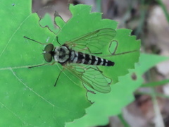 Chrysopilus ornatus