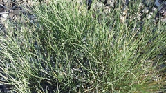 Ephedra aspera