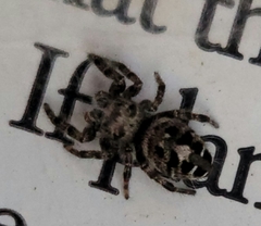 Phidippus putnami