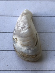 Dreissena polymorpha