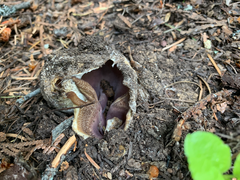 Sarcosphaera coronaria