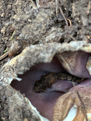 Sarcosphaera coronaria