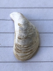 Dreissena polymorpha