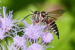 Coelioxys slossoni