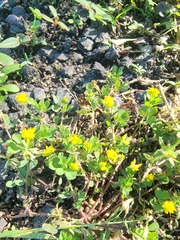Trifolium dubium