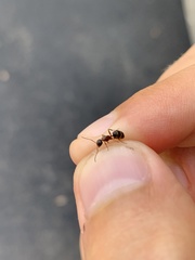 Camponotus novaeboracensis