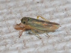 Macrosteles lepidus