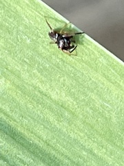 Zygoballus rufipes