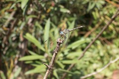 Micrathyria longifasciata