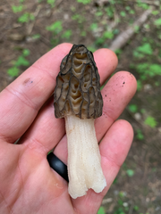 Morchella norvegiensis