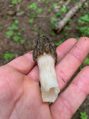Morchella norvegiensis