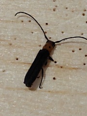 Oberea perspicillata