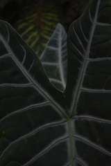 Alocasia amazonica