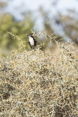 Pomatostomus ruficeps