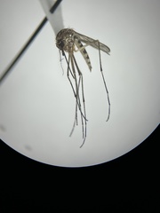 Aedes increpitus
