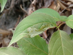 Aulagromyza orbitalis
