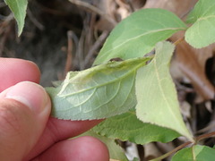 Aulagromyza orbitalis