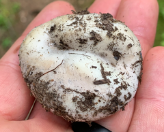 Sarcosphaera coronaria