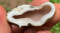 Sarcosphaera coronaria