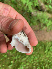 Sarcosphaera coronaria