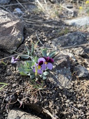 Viola trinervata