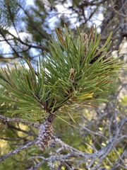 Pinus contorta bolanderi