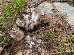 Sarcosphaera coronaria