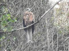 Milvus migrans lineatus