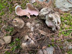 Sarcosphaera coronaria