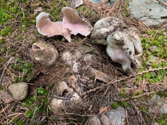 Sarcosphaera coronaria