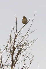 Pyrrholaemus brunneus