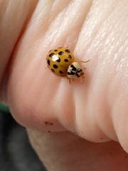 Harmonia axyridis
