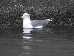 Larus crassirostris