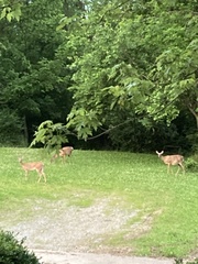Odocoileus virginianus