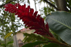 Alpinia purpurata