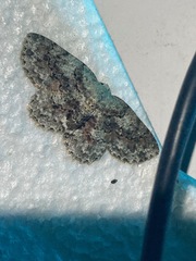 Bryoptera subbrunnea