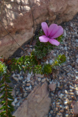 Adenandra gummifera