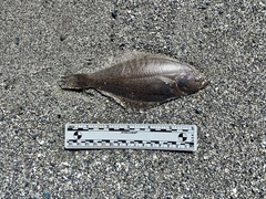 Psettichthys melanostictus