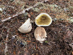 Handkea fumosa