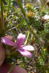 Adenandra gummifera