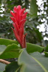 Alpinia purpurata