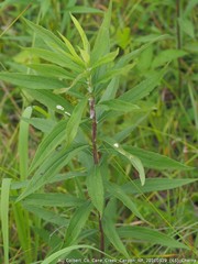 Pissonotus marginatus