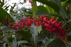 Alpinia purpurata
