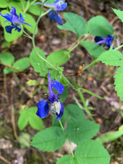 Delphinium sutherlandii