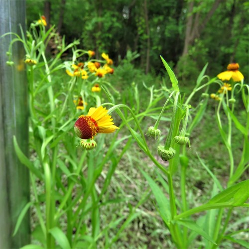 Helenium elegans, photograph 3