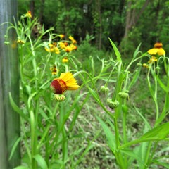 Helenium elegans, photograph Annika Lindqvist, CC BY, iNaturalist via GBIF