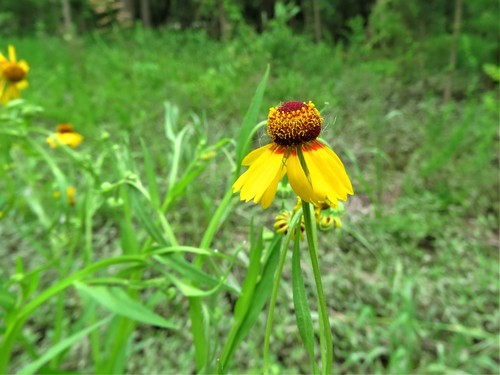 Helenium elegans, photograph 4