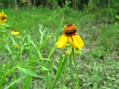 Helenium elegans, photograph Annika Lindqvist, CC BY, iNaturalist via GBIF