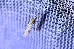 Anopheles franciscanus