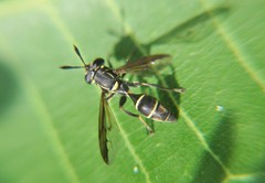 Polybiomyia